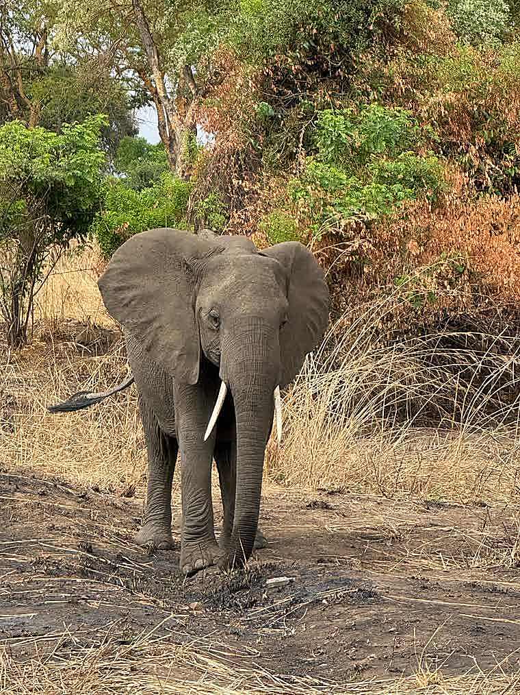 Elephant on a Tanzania safari